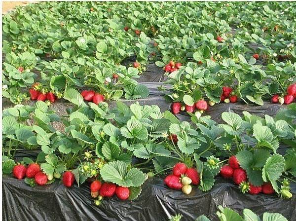 planting strawberries 3206