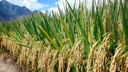 rice farming 1479798602 835x547