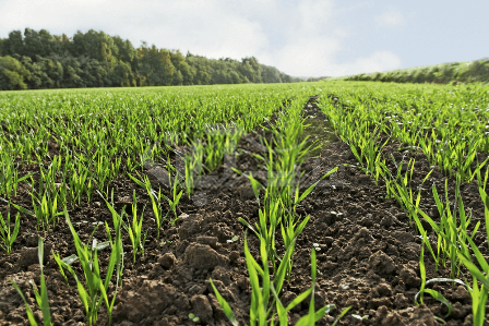 wheat planting